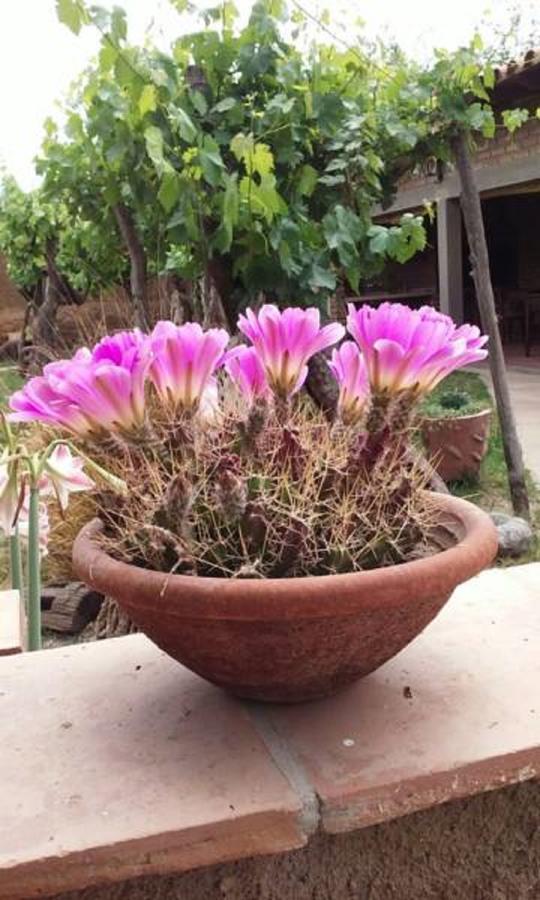 Hostal Tierra De Vinos Cafayate Ngoại thất bức ảnh